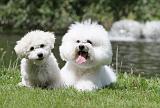 BICHON FRISE 501